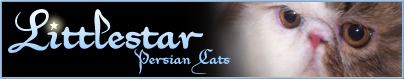 Littlestar Persians Banner